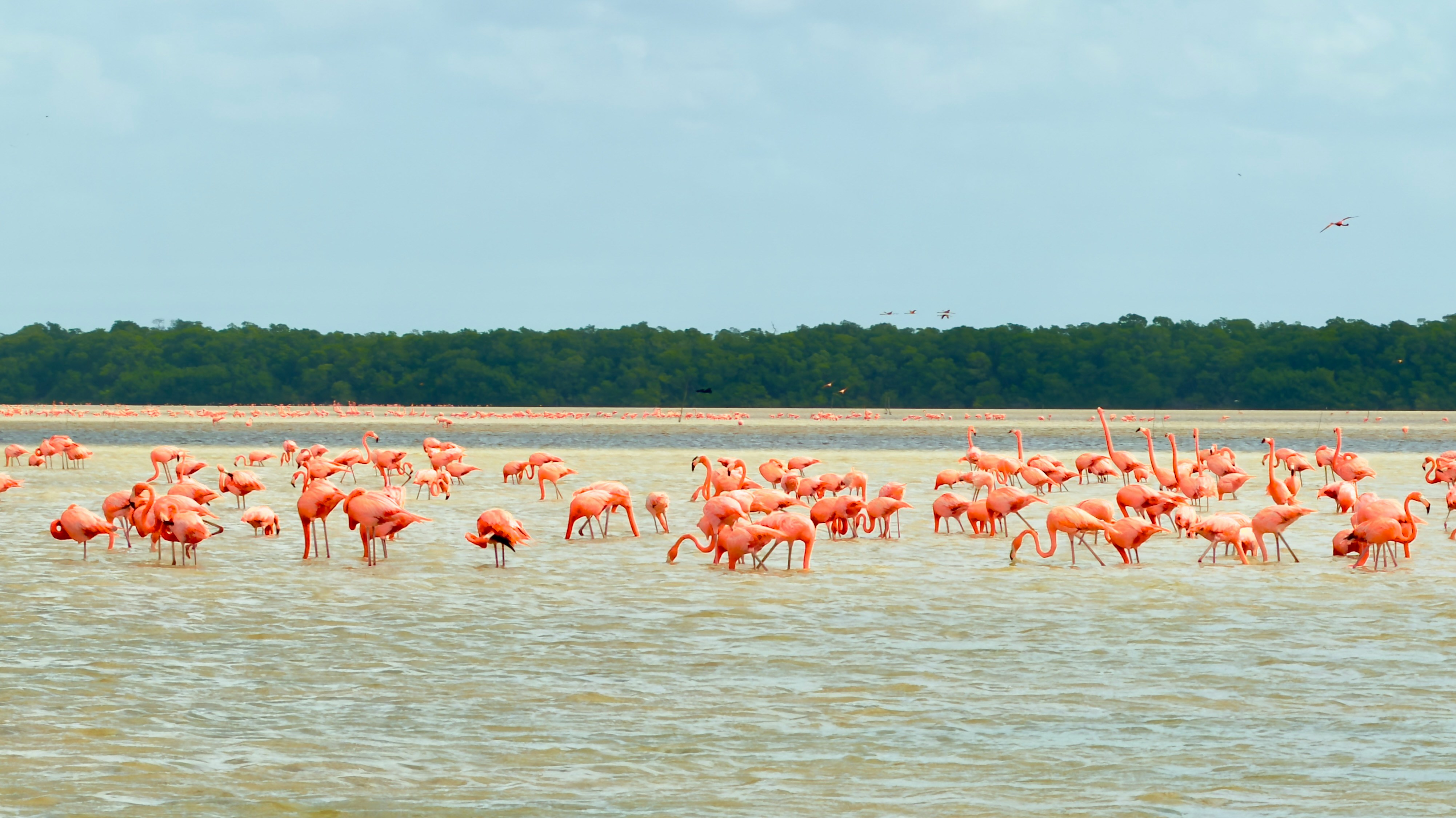 Reserva de la Biósfera de Celestún